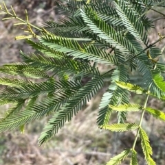 Acacia decurrens at Watson, ACT - 22 Aug 2022 01:55 PM