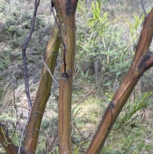 Acacia decurrens at Watson, ACT - 22 Aug 2022 01:55 PM