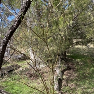 Solanum linearifolium at Watson, ACT - 22 Aug 2022