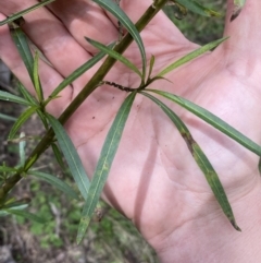 Solanum linearifolium at Watson, ACT - 22 Aug 2022