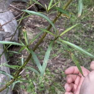 Solanum linearifolium at Watson, ACT - 22 Aug 2022 11:39 AM