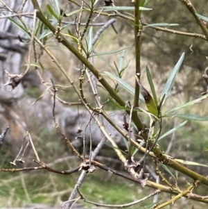 Solanum linearifolium at Watson, ACT - 22 Aug 2022