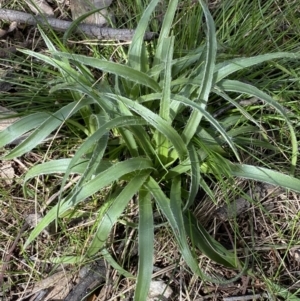 Luzula sp. at Watson, ACT - 22 Aug 2022