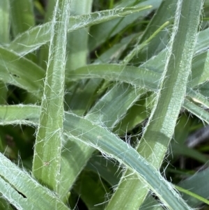 Luzula sp. at Watson, ACT - 22 Aug 2022