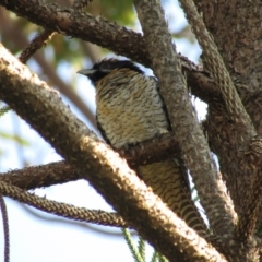 Eudynamys orientalis (Pacific Koel) at Narooma, NSW - 10 Oct 2020 by Amata