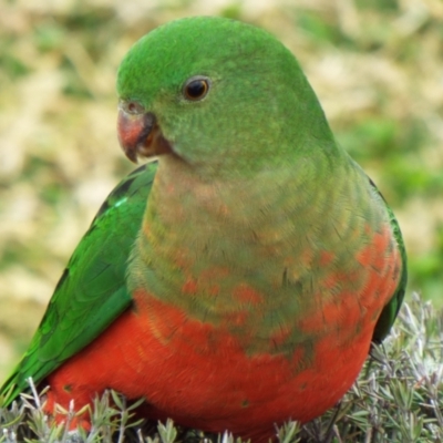 Alisterus scapularis (Australian King-Parrot) at Jerrabomberra, NSW - 19 Aug 2022 by Karp