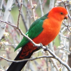 Alisterus scapularis at Jerrabomberra, NSW - 19 Aug 2022