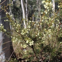 Acacia genistifolia at Bruce, ACT - 6 Aug 2022