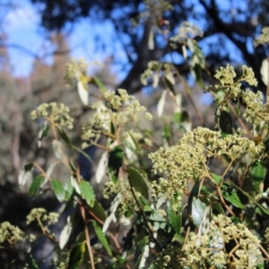 Pomaderris intermedia at Molonglo Valley, ACT - 6 Aug 2022