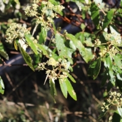 Pomaderris intermedia at Molonglo Valley, ACT - 6 Aug 2022