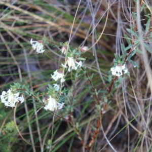 Pimelea linifolia subsp. linifolia at Molonglo Valley, ACT - 6 Aug 2022 02:36 PM