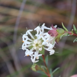 Pimelea linifolia subsp. linifolia at Molonglo Valley, ACT - 6 Aug 2022 02:36 PM