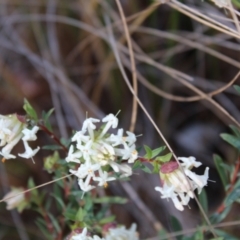 Pimelea linifolia subsp. linifolia at Molonglo Valley, ACT - 6 Aug 2022 02:36 PM