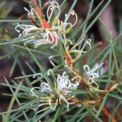 Hakea decurrens subsp. decurrens (Bushy Needlewood) at Yarralumla, ACT - 6 Aug 2022 by Tapirlord