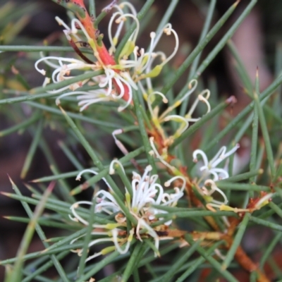 Hakea decurrens subsp. decurrens (Bushy Needlewood) at Yarralumla, ACT - 6 Aug 2022 by Tapirlord