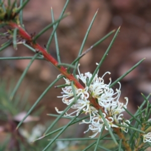 Hakea decurrens subsp. decurrens at Yarralumla, ACT - 6 Aug 2022