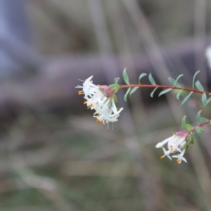 Pimelea linifolia subsp. linifolia at Acton, ACT - 6 Aug 2022 03:44 PM