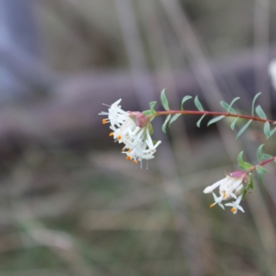 Pimelea linifolia subsp. linifolia (Queen of the Bush, Slender Rice-flower) at Acton, ACT - 6 Aug 2022 by Tapirlord