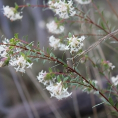 Pimelea linifolia subsp. linifolia at Acton, ACT - 6 Aug 2022 03:44 PM