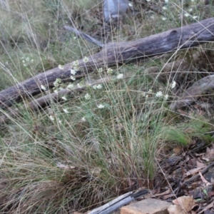 Pimelea linifolia subsp. linifolia at Acton, ACT - 6 Aug 2022 03:44 PM