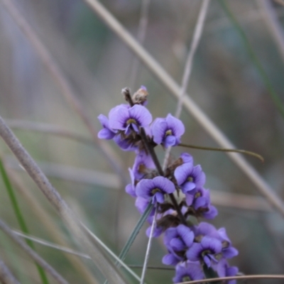 Hovea heterophylla (Common Hovea) at ANBG South Annex - 6 Aug 2022 by Tapirlord