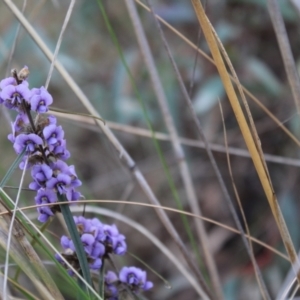 Hovea heterophylla at Acton, ACT - 6 Aug 2022