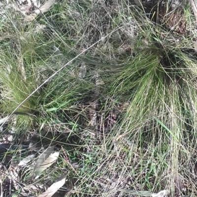 Nassella trichotoma (Serrated Tussock) at Watson, ACT - 22 Aug 2022 by abread111