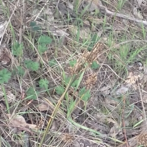 Juncus sp. at Watson, ACT - 22 Aug 2022 11:21 AM