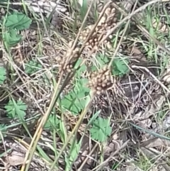 Juncus sp. at Watson, ACT - 22 Aug 2022 11:21 AM