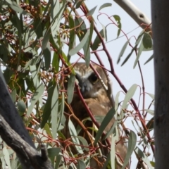 Ninox boobook at Watson, ACT - 22 Aug 2022