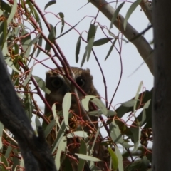 Ninox boobook at Watson, ACT - 22 Aug 2022