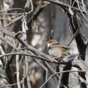 Malurus cyaneus at Watson, ACT - 22 Aug 2022 02:29 PM