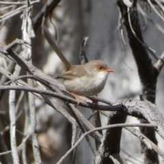 Malurus cyaneus at Watson, ACT - 22 Aug 2022 02:29 PM