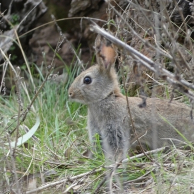 Oryctolagus cuniculus (European Rabbit) at Mount Majura - 22 Aug 2022 by Steve_Bok