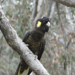 Zanda funerea at Watson, ACT - 22 Aug 2022