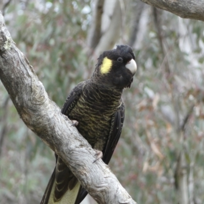 Zanda funerea (Yellow-tailed Black-Cockatoo) at Mount Majura - 22 Aug 2022 by SteveBorkowskis