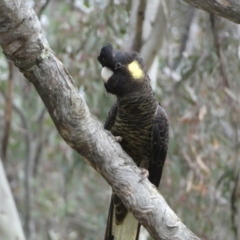 Zanda funerea at Watson, ACT - 22 Aug 2022