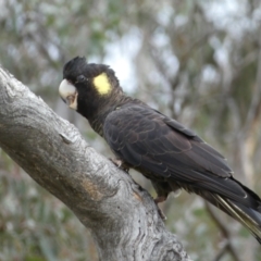 Zanda funerea at Watson, ACT - 22 Aug 2022 03:13 PM