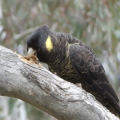 Zanda funerea at Watson, ACT - 22 Aug 2022