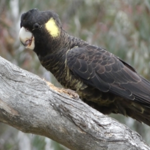 Zanda funerea at Watson, ACT - 22 Aug 2022 03:13 PM