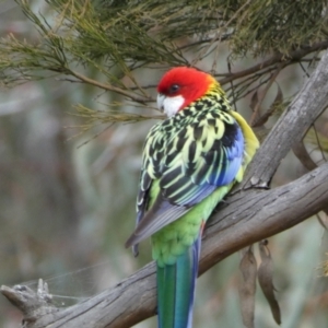 Platycercus eximius at Watson, ACT - 22 Aug 2022