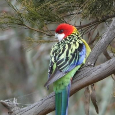 Platycercus eximius (Eastern Rosella) at Watson, ACT - 22 Aug 2022 by Steve_Bok