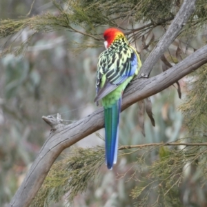 Platycercus eximius at Watson, ACT - 22 Aug 2022 03:24 PM