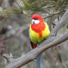 Platycercus eximius at Watson, ACT - 22 Aug 2022