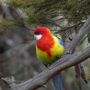 Platycercus eximius at Watson, ACT - 22 Aug 2022