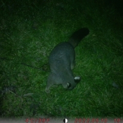 Trichosurus vulpecula (Common Brushtail Possum) at Lower Boro, NSW - 6 Jul 2022 by geerobbo