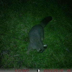 Trichosurus vulpecula at Lower Boro, NSW - 6 Jul 2022 07:52 PM