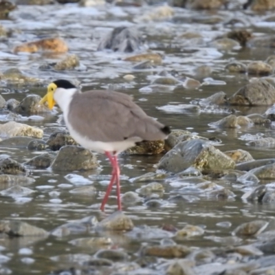 Vanellus miles (Masked Lapwing) at Oak Beach, QLD - 16 Aug 2022 by GlossyGal