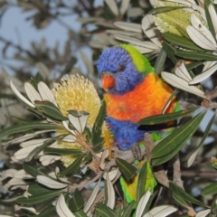 Trichoglossus moluccanus (Rainbow Lorikeet) at Merimbula, NSW - 19 Jul 2020 by MichaelBedingfield