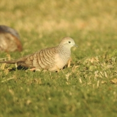 Geopelia placida (Peaceful Dove) at Oak Beach, QLD - 28 Jul 2022 by GlossyGal